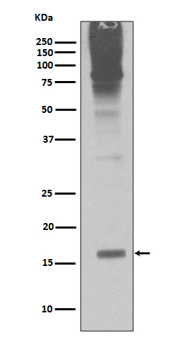 Sumo2/3 Rabbit mAb