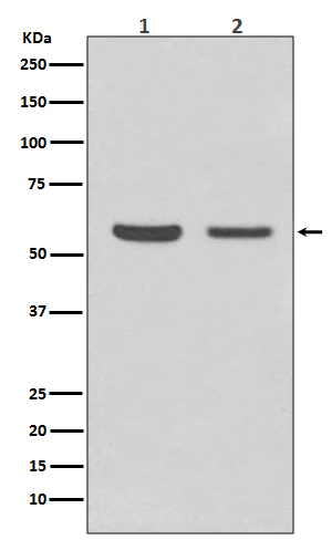 AKT1/2 Rabbit mAb