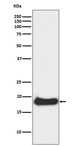 Claudin 1 Rabbit mAb