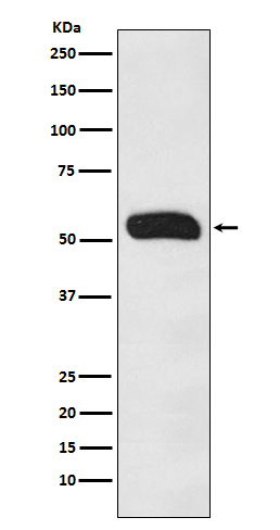 Human IgG Rabbit mAb