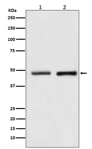 Reptin / RUVBL2 Rabbit mAb