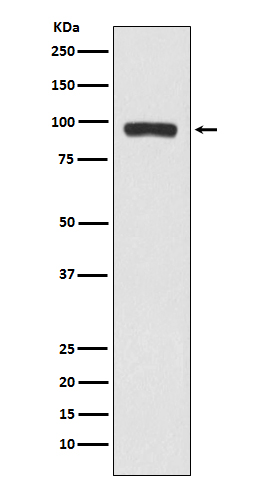 BCHE Rabbit mAb