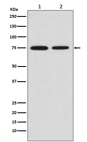 MSR1 Rabbit mAb