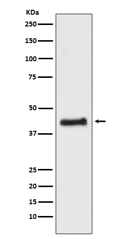 COUP TF1 Rabbit mAb