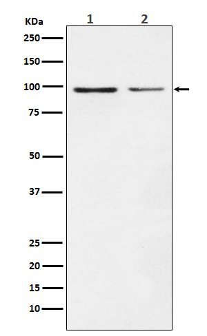 Dynamin 1 Rabbit mAb