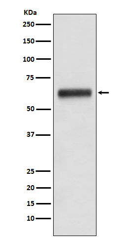 Human IgG3 Rabbit mAb