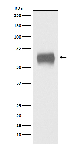 CD5 Rabbit mAb