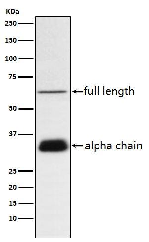 Clusterin Rabbit mAb