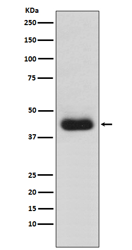 CD82 Rabbit mAb