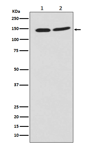 PHF8 Rabbit mAb