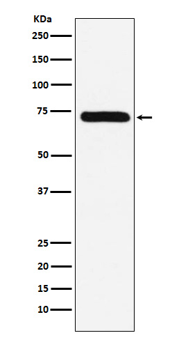 Factor X Rabbit mAb 