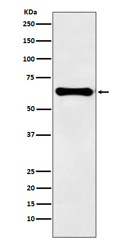 Factor IX Rabbit mAb 