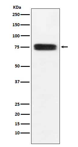 CD97 Rabbit mAb