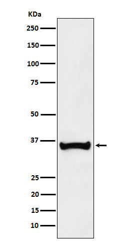 BOB1 Rabbit mAb