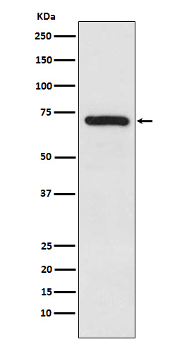 TRIM25 Rabbit mAb