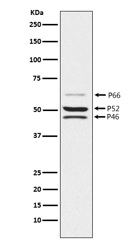 SHC Rabbit mAb