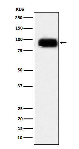 CD166 Rabbit mAb