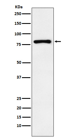 Egr1 Rabbit mAb