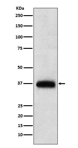 CD7 Rabbit mAb