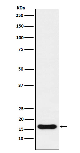 Iba1 Rabbit mAb