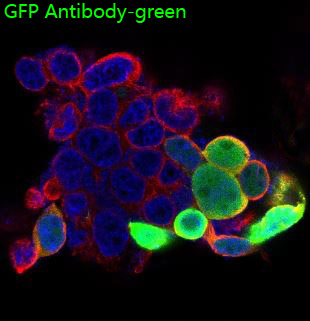 GFP Rabbit mAb