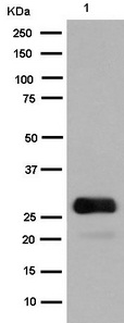 GFP Rabbit mAb