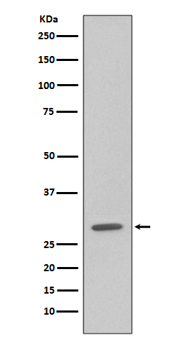 GFP Rabbit mAb