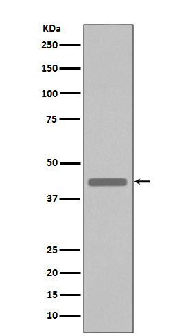 VSV-G-tag Rabbit mAb