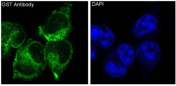 GST Rabbit mAb 