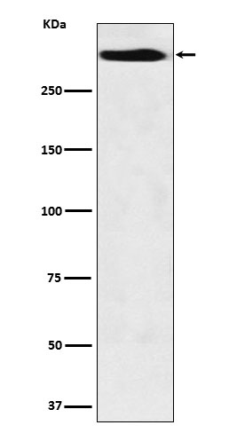 MUC5B Rabbit mAb