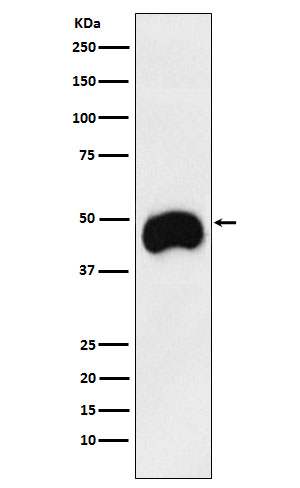 CD2 Rabbit mAb