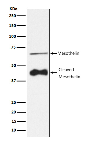 Mesothelin Rabbit mAb