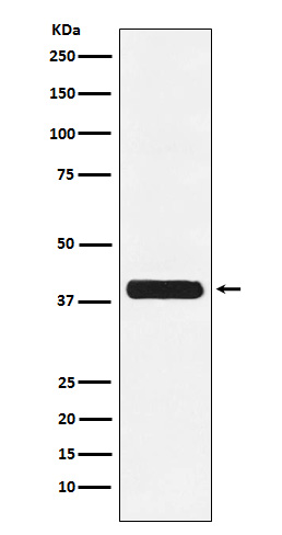 Glycophorin C Rabbit mAb