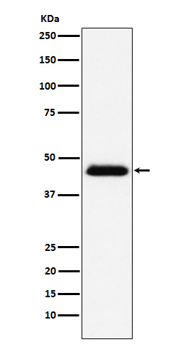 CD48 Rabbit mAb