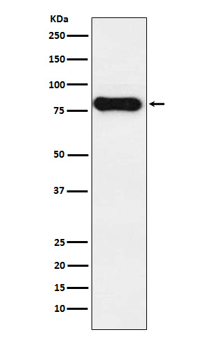 IGHD Rabbit mAb