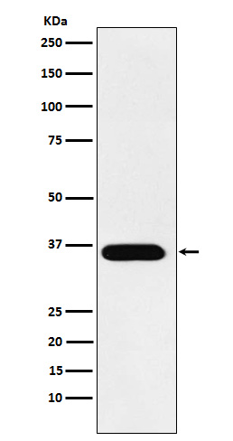 TRAP Rabbit mAb