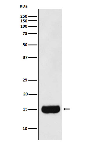 MSMB Rabbit mAb