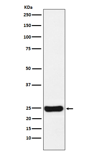 Cathepsin S Rabbit mAb