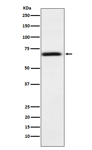 PMP70 Rabbit mAb