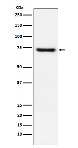 TRF2 Rabbit mAb