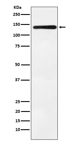 Bub1 Rabbit mAb