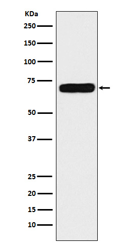 NPRC Rabbit mAb