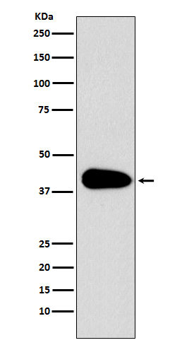 PAR6 Rabbit mAb