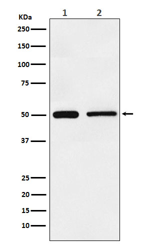 TIM1 Rabbit mAb