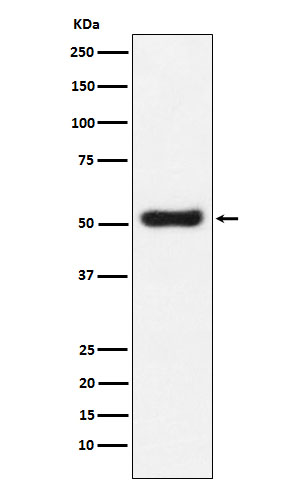 OLFM4 Rabbit mAb