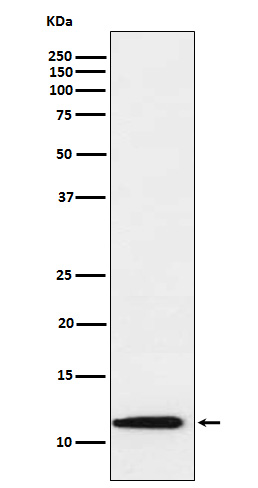 Thioredoxin 2 Rabbit mAb