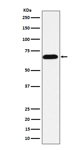 Alkaline phosphatase Rabbit mAb