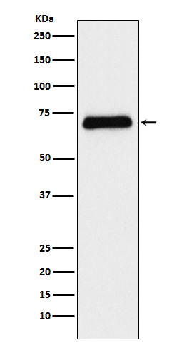 Serotonin transporter Rabbit mAb