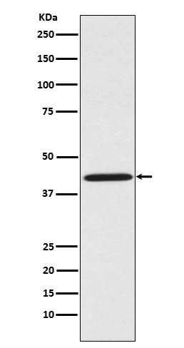 Sprouty 2 Rabbit mAb