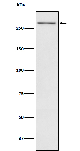 Thyroglobulin Rabbit mAb